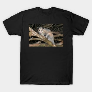 Possum T-Shirt